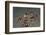 Mimic Octopus-Hal Beral-Framed Photographic Print