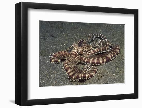 Mimic Octopus-Hal Beral-Framed Photographic Print