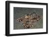 Mimic Octopus-Hal Beral-Framed Photographic Print