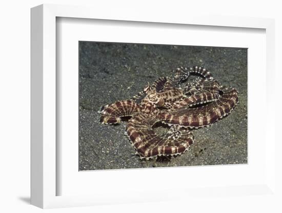 Mimic Octopus-Hal Beral-Framed Photographic Print