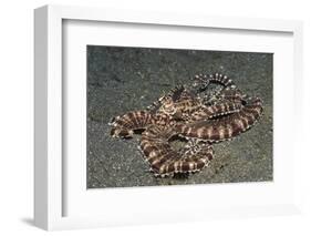 Mimic Octopus-Hal Beral-Framed Photographic Print