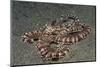 Mimic Octopus-Hal Beral-Mounted Photographic Print