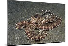 Mimic Octopus-Hal Beral-Mounted Photographic Print