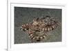 Mimic Octopus-Hal Beral-Framed Photographic Print