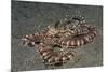 Mimic Octopus-Hal Beral-Mounted Photographic Print