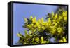 Mimosa (Acacia Dealbata Subalpina)-Dr. Keith Wheeler-Framed Stretched Canvas