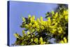 Mimosa (Acacia Dealbata Subalpina)-Dr. Keith Wheeler-Stretched Canvas