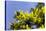 Mimosa (Acacia Dealbata Subalpina)-Dr. Keith Wheeler-Stretched Canvas