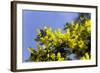 Mimosa (Acacia Dealbata Subalpina)-Dr. Keith Wheeler-Framed Premium Photographic Print