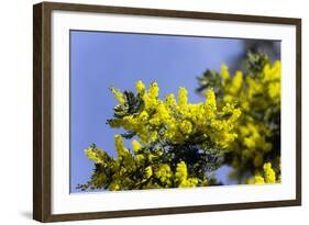 Mimosa (Acacia Dealbata Subalpina)-Dr. Keith Wheeler-Framed Premium Photographic Print