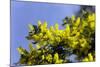 Mimosa (Acacia Dealbata Subalpina)-Dr. Keith Wheeler-Mounted Premium Photographic Print