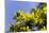 Mimosa (Acacia Dealbata Subalpina)-Dr. Keith Wheeler-Mounted Premium Photographic Print