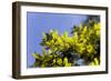 Mimosa (Acacia Dealbata Subalpina)-Dr. Keith Wheeler-Framed Photographic Print