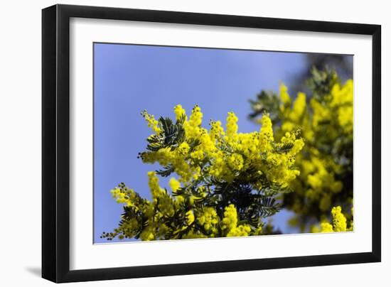 Mimosa (Acacia Dealbata Subalpina)-Dr. Keith Wheeler-Framed Photographic Print