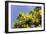 Mimosa (Acacia Dealbata Subalpina)-Dr. Keith Wheeler-Framed Photographic Print