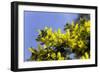 Mimosa (Acacia Dealbata Subalpina)-Dr. Keith Wheeler-Framed Photographic Print