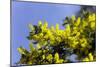 Mimosa (Acacia Dealbata Subalpina)-Dr. Keith Wheeler-Mounted Photographic Print