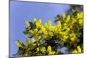 Mimosa (Acacia Dealbata Subalpina)-Dr. Keith Wheeler-Mounted Photographic Print