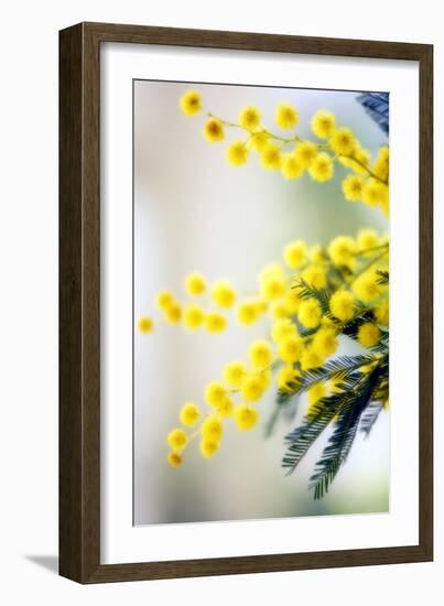 Mimosa (Acacia Dealbata)-Maria Mosolova-Framed Photographic Print