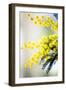 Mimosa (Acacia Dealbata)-Maria Mosolova-Framed Photographic Print