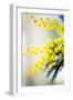 Mimosa (Acacia Dealbata)-Maria Mosolova-Framed Photographic Print