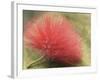 Mimosa Bloom in the Aviary at the North Carolina Zoological Park in Asheboro, North Carolina-Melissa Southern-Framed Photographic Print