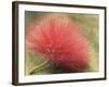 Mimosa Bloom in the Aviary at the North Carolina Zoological Park in Asheboro, North Carolina-Melissa Southern-Framed Photographic Print