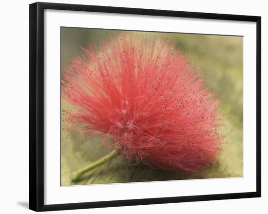 Mimosa Bloom in the Aviary at the North Carolina Zoological Park in Asheboro, North Carolina-Melissa Southern-Framed Photographic Print