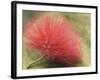 Mimosa Bloom in the Aviary at the North Carolina Zoological Park in Asheboro, North Carolina-Melissa Southern-Framed Photographic Print