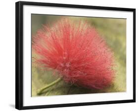 Mimosa Bloom in the Aviary at the North Carolina Zoological Park in Asheboro, North Carolina-Melissa Southern-Framed Photographic Print