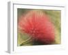 Mimosa Bloom in the Aviary at the North Carolina Zoological Park in Asheboro, North Carolina-Melissa Southern-Framed Photographic Print