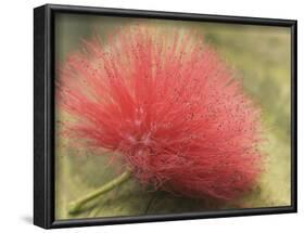 Mimosa Bloom in the Aviary at the North Carolina Zoological Park in Asheboro, North Carolina-Melissa Southern-Framed Photographic Print