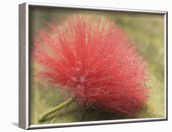 Mimosa Bloom in the Aviary at the North Carolina Zoological Park in Asheboro, North Carolina-Melissa Southern-Framed Photographic Print