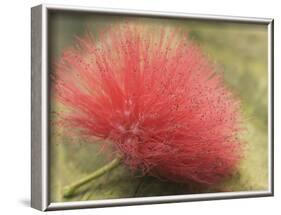 Mimosa Bloom in the Aviary at the North Carolina Zoological Park in Asheboro, North Carolina-Melissa Southern-Framed Photographic Print