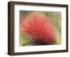 Mimosa Bloom in the Aviary at the North Carolina Zoological Park in Asheboro, North Carolina-Melissa Southern-Framed Photographic Print