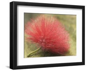 Mimosa Bloom in the Aviary at the North Carolina Zoological Park in Asheboro, North Carolina-Melissa Southern-Framed Photographic Print