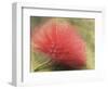 Mimosa Bloom in the Aviary at the North Carolina Zoological Park in Asheboro, North Carolina-Melissa Southern-Framed Photographic Print