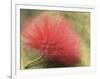 Mimosa Bloom in the Aviary at the North Carolina Zoological Park in Asheboro, North Carolina-Melissa Southern-Framed Photographic Print