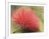 Mimosa Bloom in the Aviary at the North Carolina Zoological Park in Asheboro, North Carolina-Melissa Southern-Framed Photographic Print