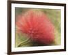 Mimosa Bloom in the Aviary at the North Carolina Zoological Park in Asheboro, North Carolina-Melissa Southern-Framed Photographic Print