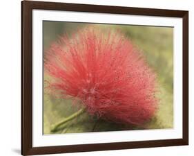 Mimosa Bloom in the Aviary at the North Carolina Zoological Park in Asheboro, North Carolina-Melissa Southern-Framed Photographic Print