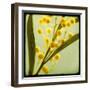 Mimosa Mist-Irene Suchocki-Framed Giclee Print