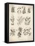 Mimosa Pepper Nutmeg Camphor and Other Herbs and Plants-null-Framed Stretched Canvas