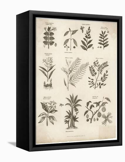 Mimosa Pepper Nutmeg Camphor and Other Herbs and Plants-null-Framed Stretched Canvas