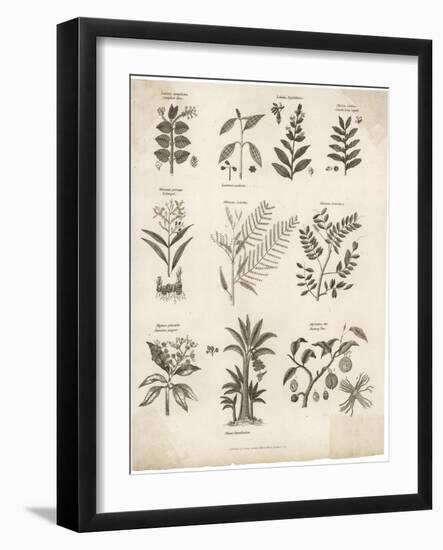 Mimosa Pepper Nutmeg Camphor and Other Herbs and Plants-null-Framed Photographic Print