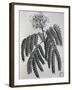 Mimosa Sassa Plant from Abyssinia, from Voyage to Nubia and Abyssinia by Jacopo Bruce, 1792-null-Framed Giclee Print