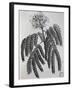 Mimosa Sassa Plant from Abyssinia, from Voyage to Nubia and Abyssinia by Jacopo Bruce, 1792-null-Framed Giclee Print