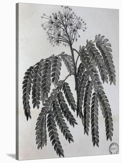 Mimosa Sassa Plant from Abyssinia, from Voyage to Nubia and Abyssinia by Jacopo Bruce, 1792-null-Stretched Canvas