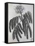 Mimosa Sassa Plant from Abyssinia, from Voyage to Nubia and Abyssinia by Jacopo Bruce, 1792-null-Framed Stretched Canvas