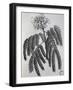 Mimosa Sassa Plant from Abyssinia, from Voyage to Nubia and Abyssinia by Jacopo Bruce, 1792-null-Framed Giclee Print